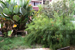 West Coast Gardens (D5), Terrace #198372292